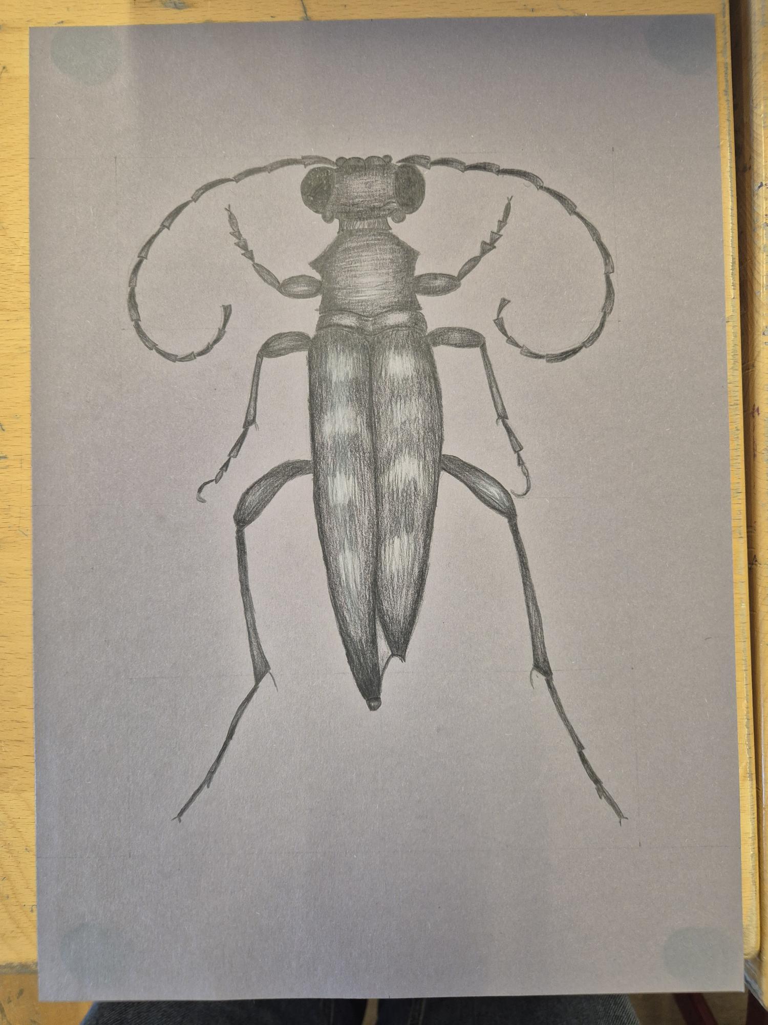 Käfer
